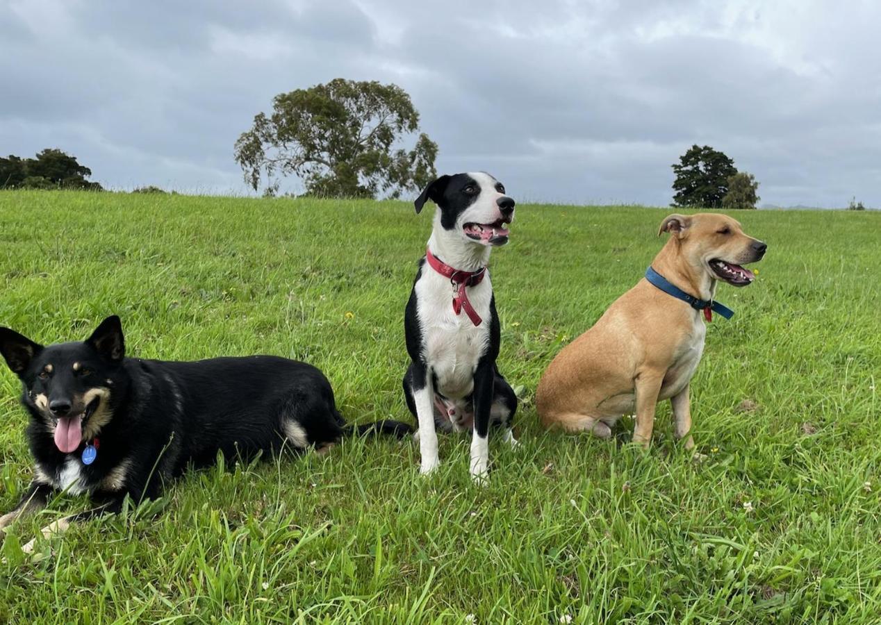 Narrow Neck Creek Farmstay And B&B Upper Hutt Exterior foto